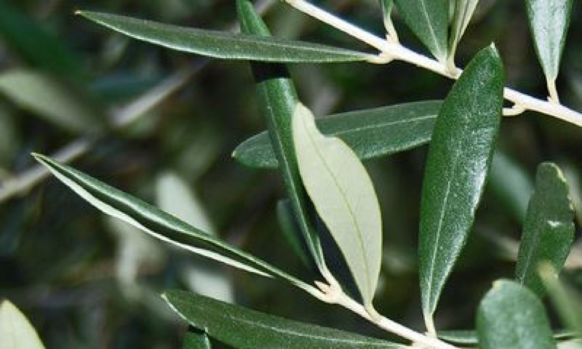 La fertilizzazione fogliare dell’olivo con fosforo e potassio: come e quando