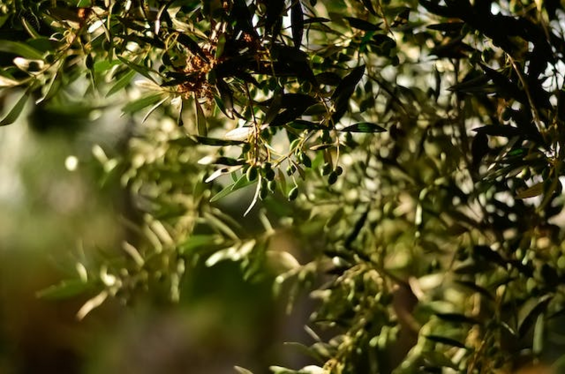 Indurre la fioritura dell’olivo dopo un inverno troppo mite