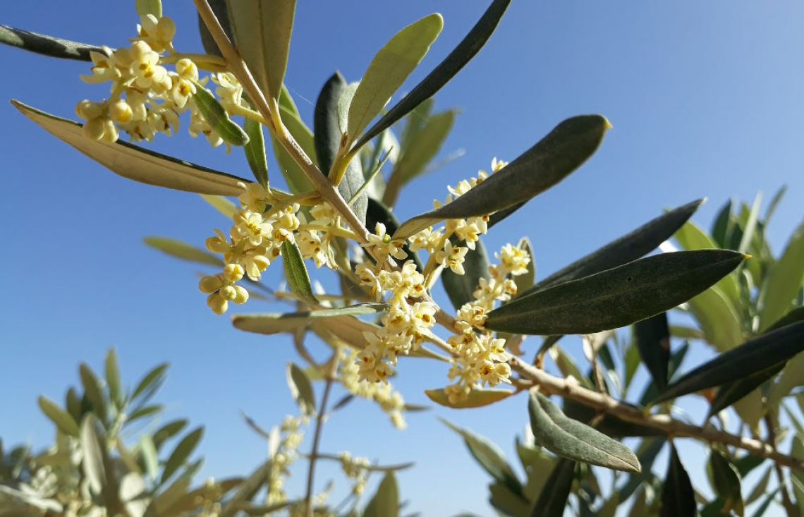 Gli effetti negativi di un inverno caldo sulla fioritura dell’olivo