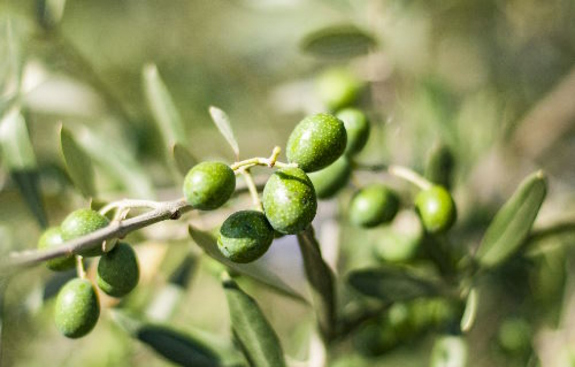 Olea Mundi: le varietà mondiali di olivo in rete