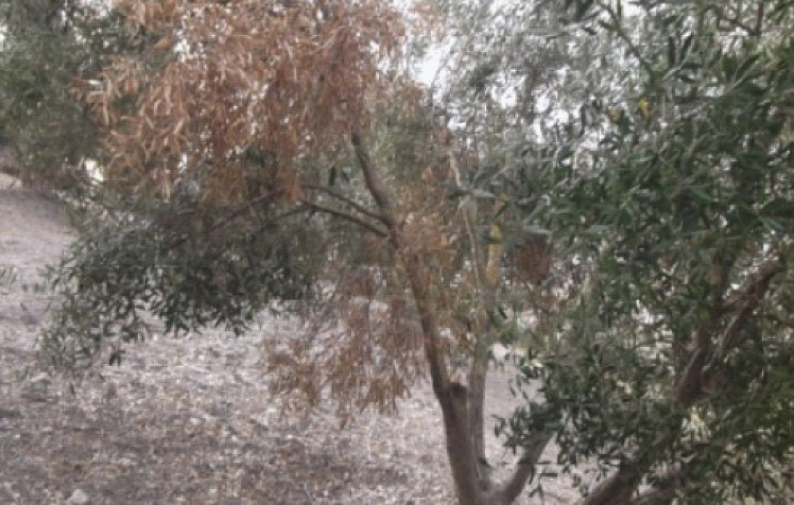 Allarme per la diffusione del marciume radicale dell’olivo che colpisce anche le olive