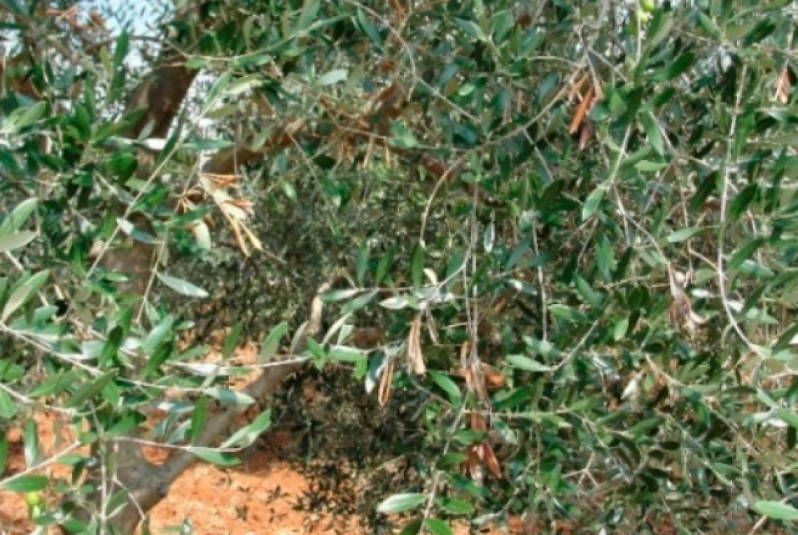 Ora anche i funghi del genere Nigrospora attaccano l’olivo