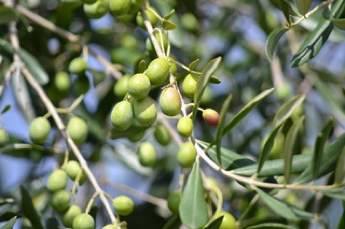 Aumentare la produttività dell’olivo con il giusto fertilizzante fosfatico