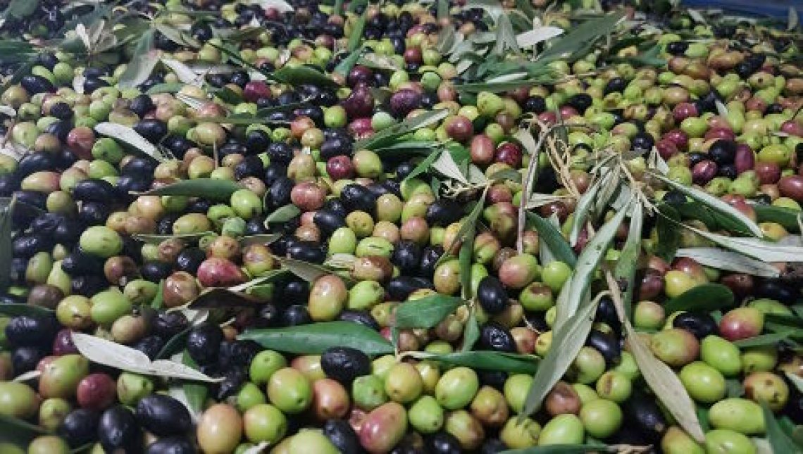 I rischi per l'olivo di un eccesso di concimazione azotata