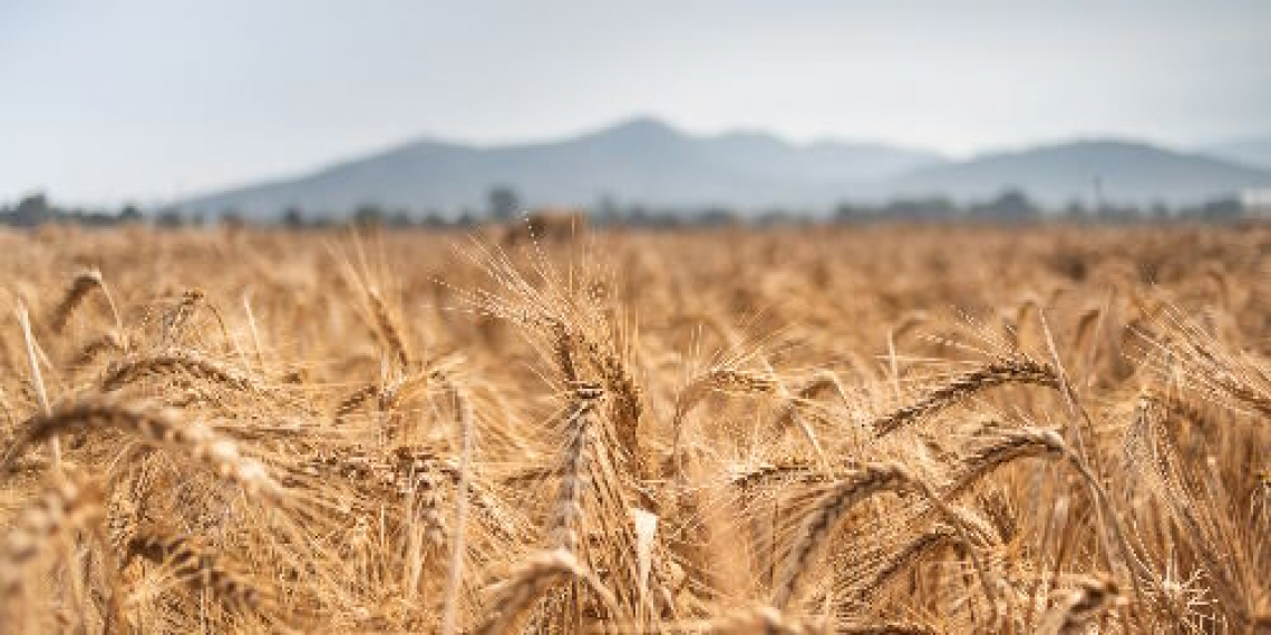 La crisi del grano italiano è colpa di Russia e Turchia