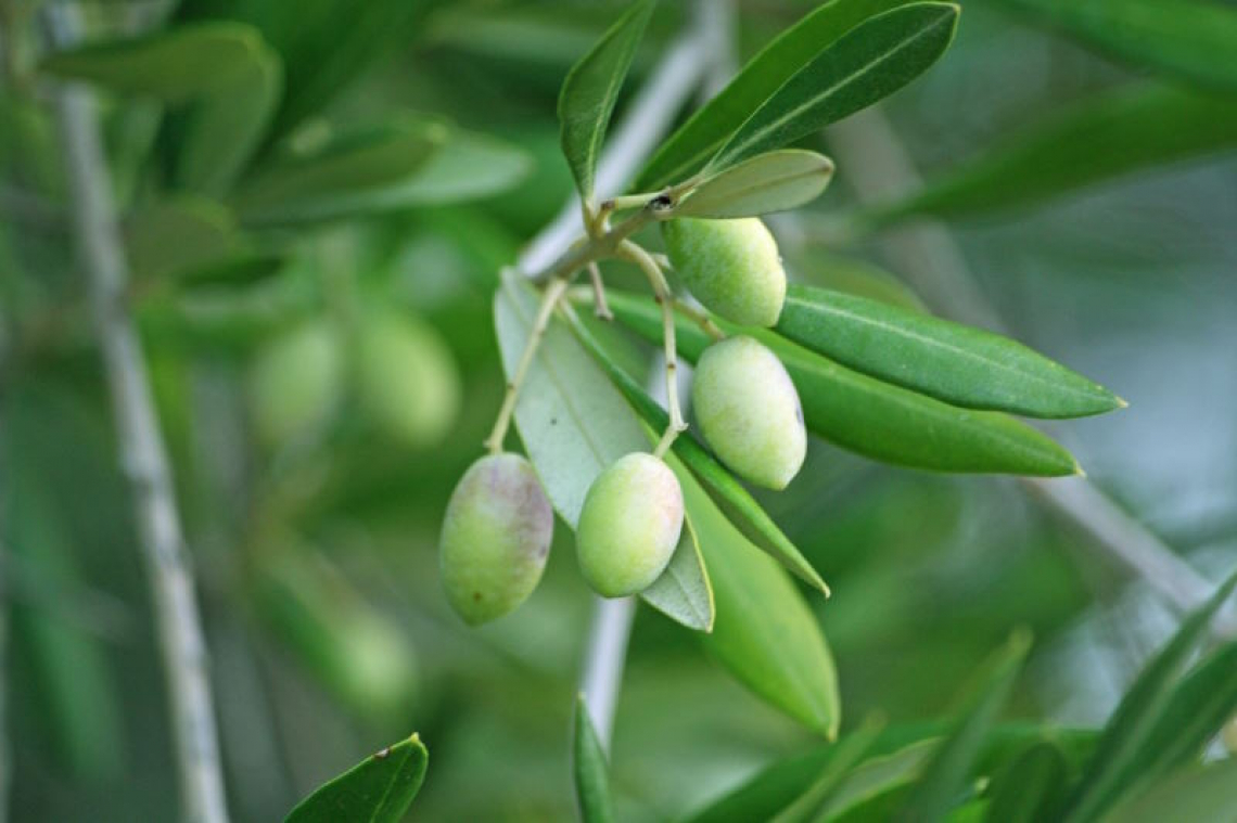 La diversa concimazione dell’olivo nelle annate di carica e di scarica
