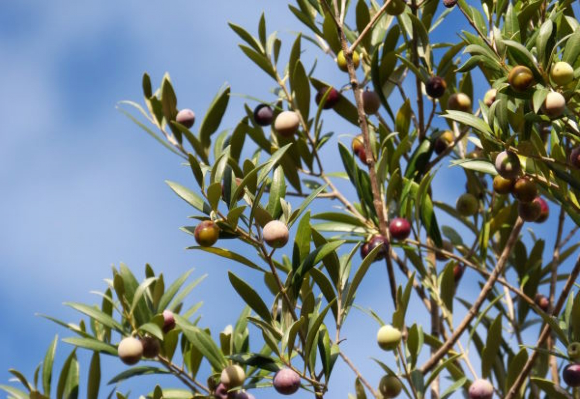 Conviene effettuare fertilizzazioni fogliari di fosforo e potassio sull’olivo?