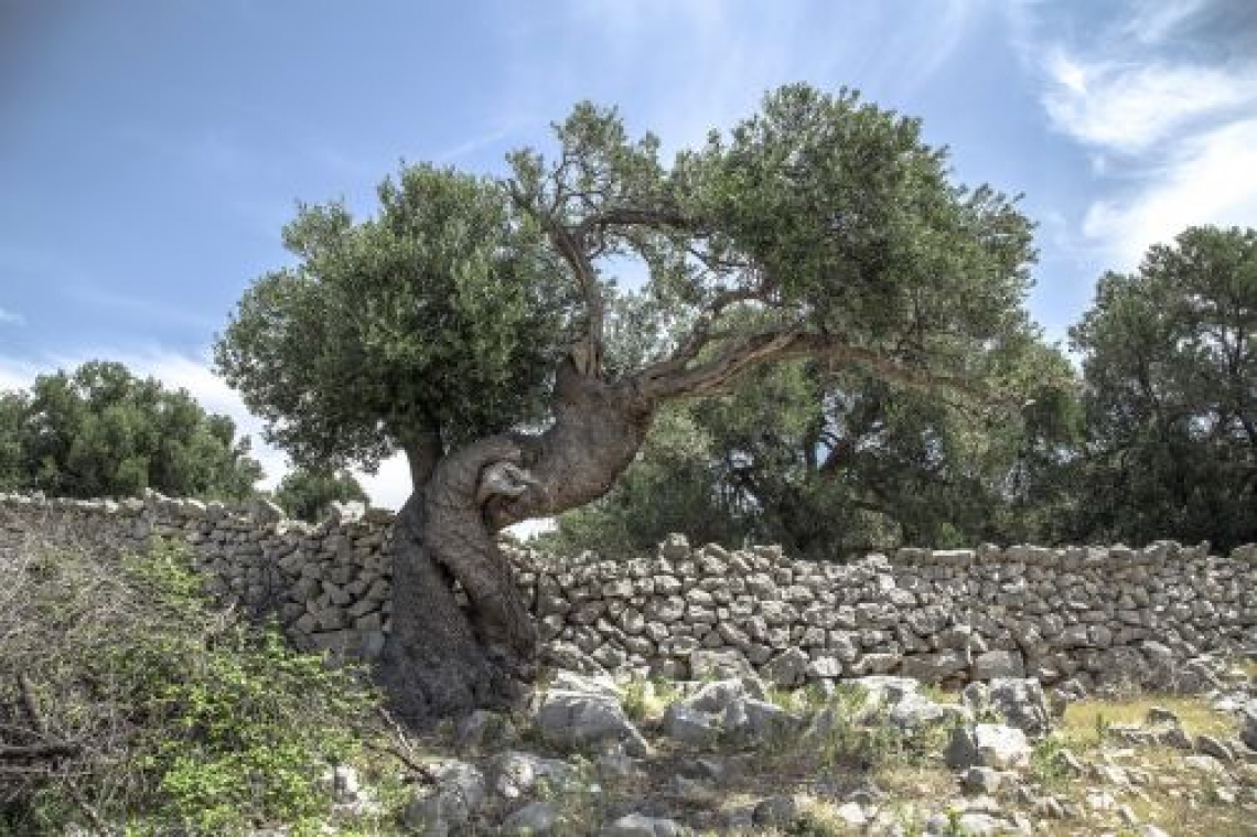 L’effetto dell’ombreggiamento in collina sulla scarsa produttività dell’olivo