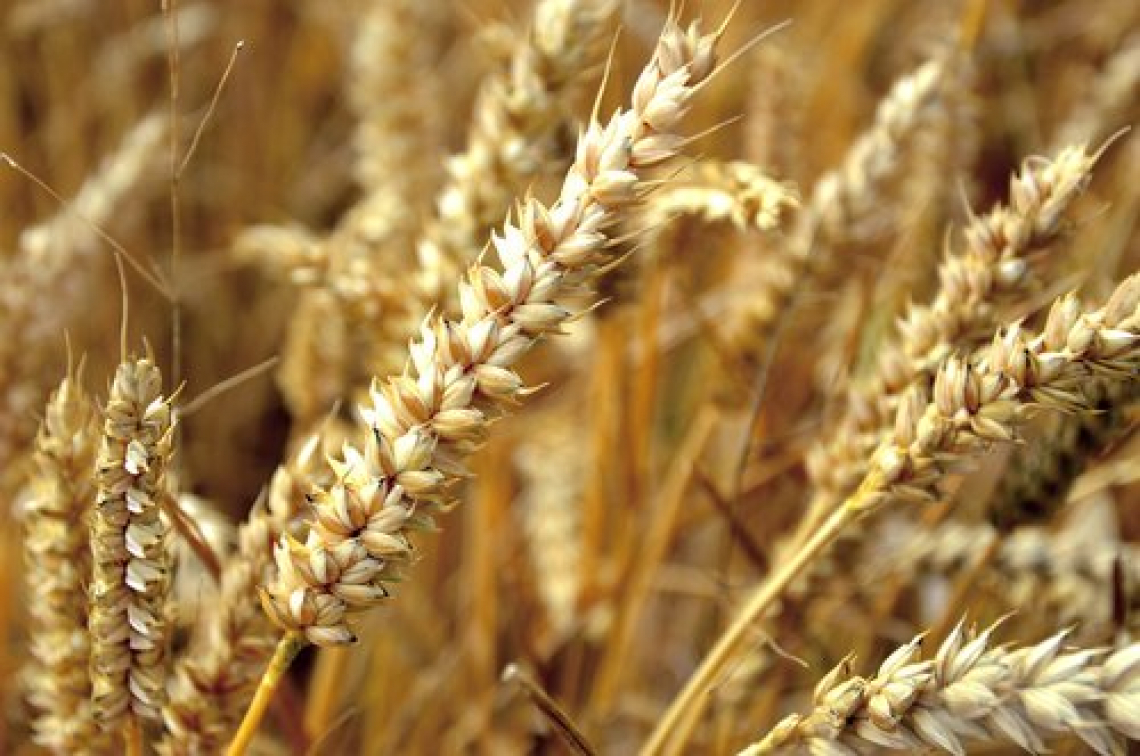 Sul grano produttori ancora in attesa di risposte: serve Granaio Italia