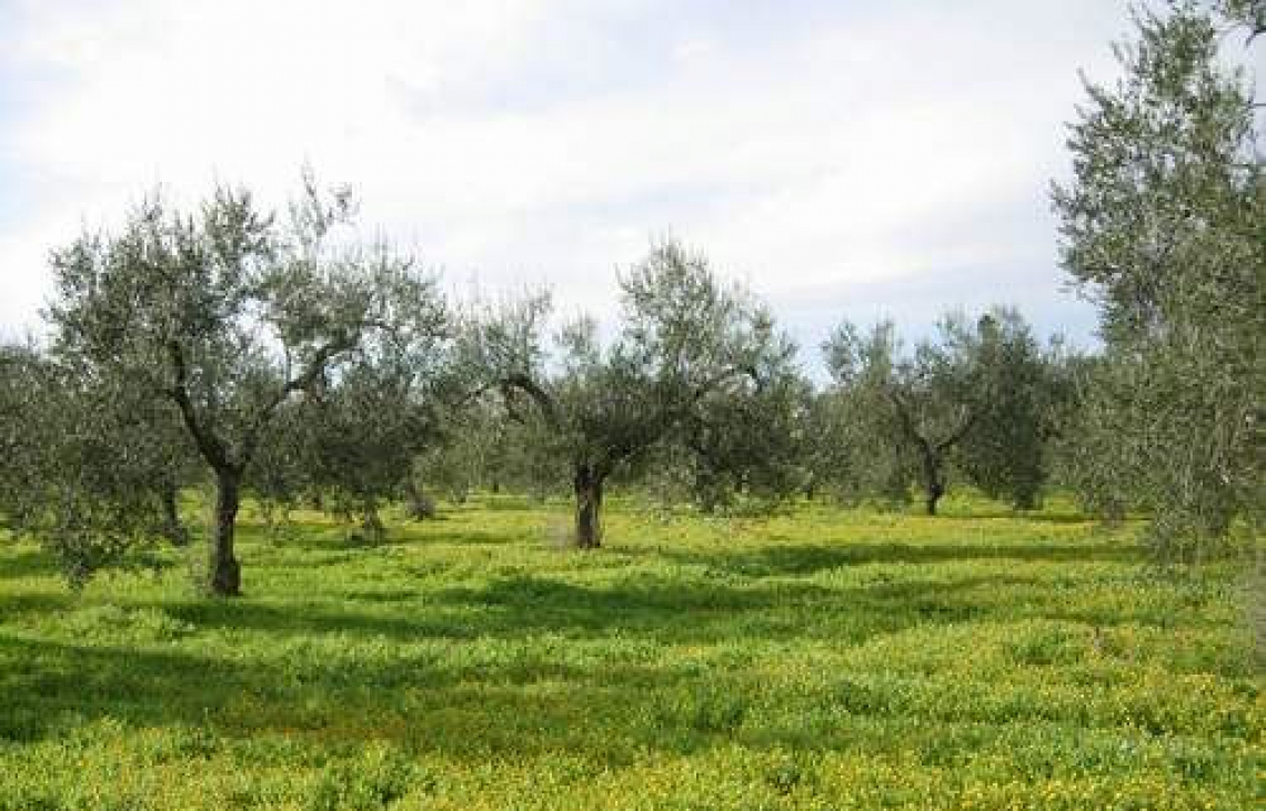 I negativi effetti a breve termine dell’inerbimento sull’olivo