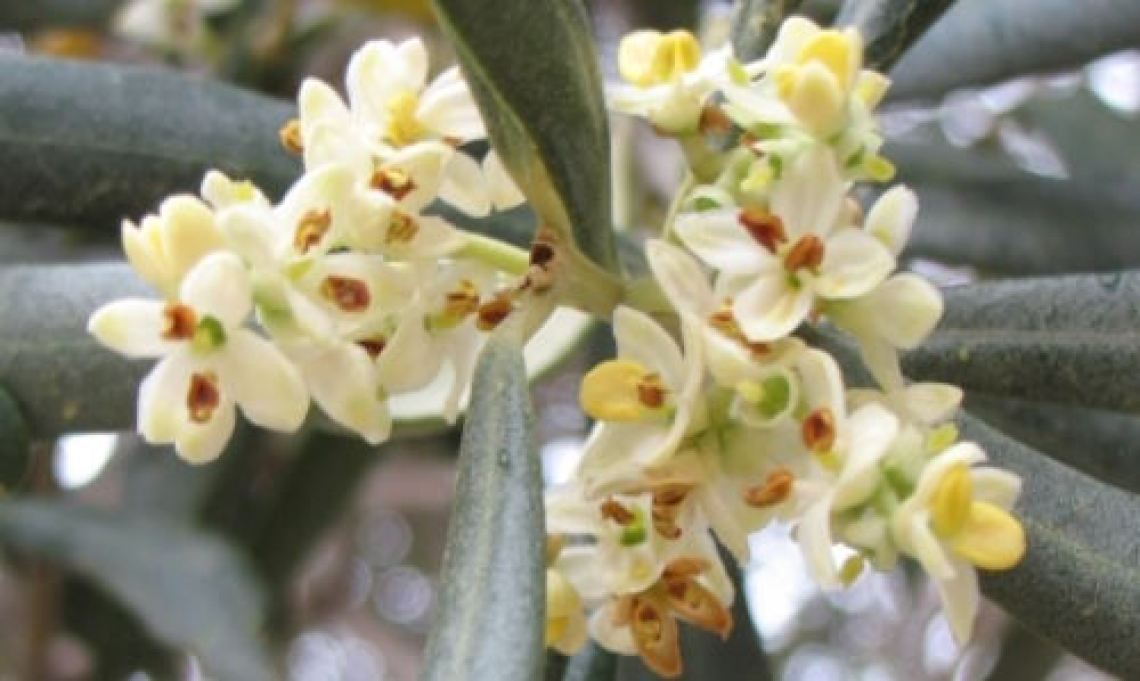 Differenziazione a fiore nell’olivo: il segreto di un’abbondante produzione