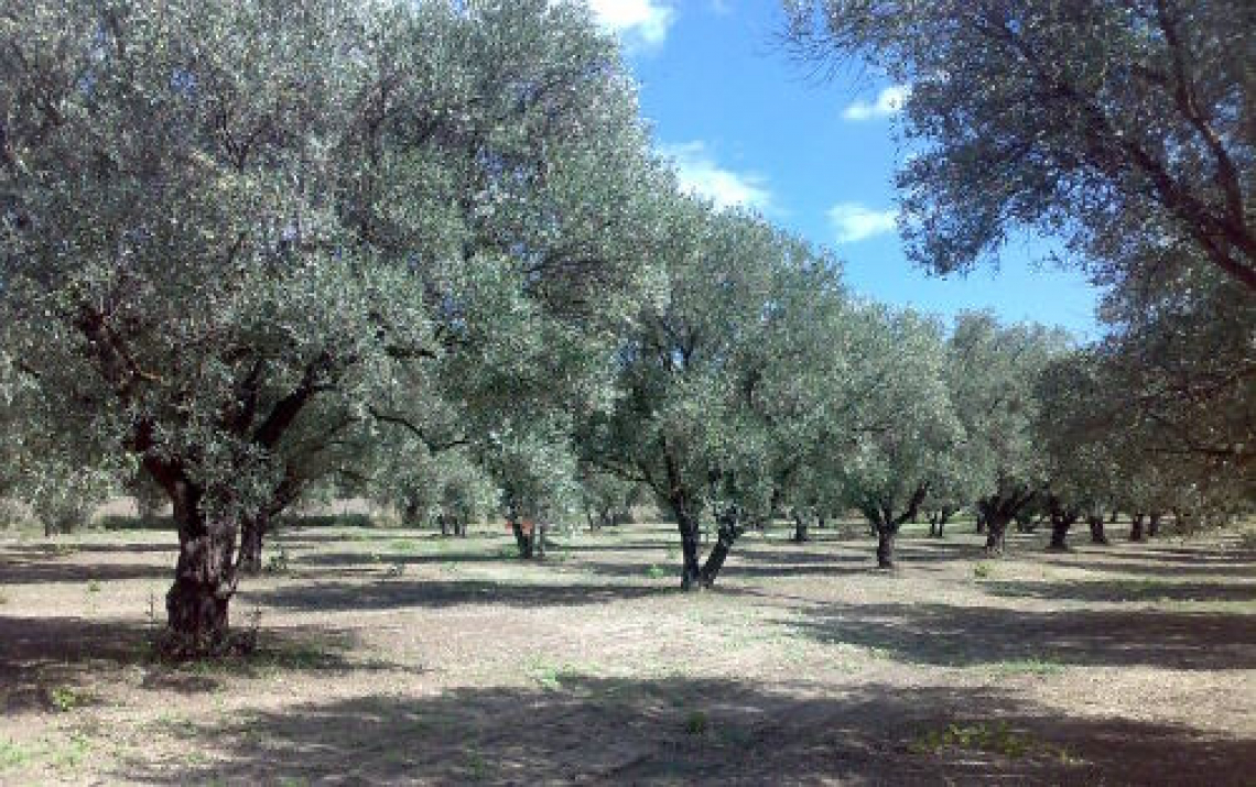 Le caratteristiche chimiche dell’olio extra vergine di oliva prodotto da dodici varietà di olivo da ottobre a gennaio