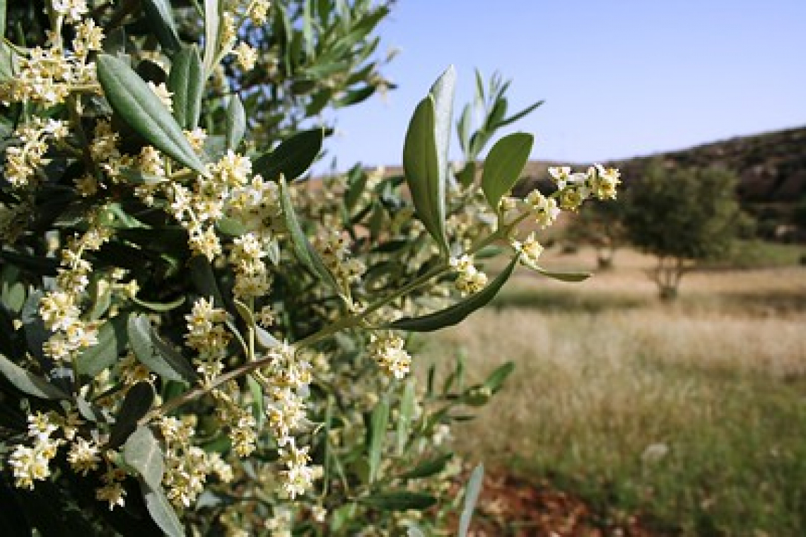 Le condizioni agroambientali che accentuano l’alternanza di produzione dell’olivo