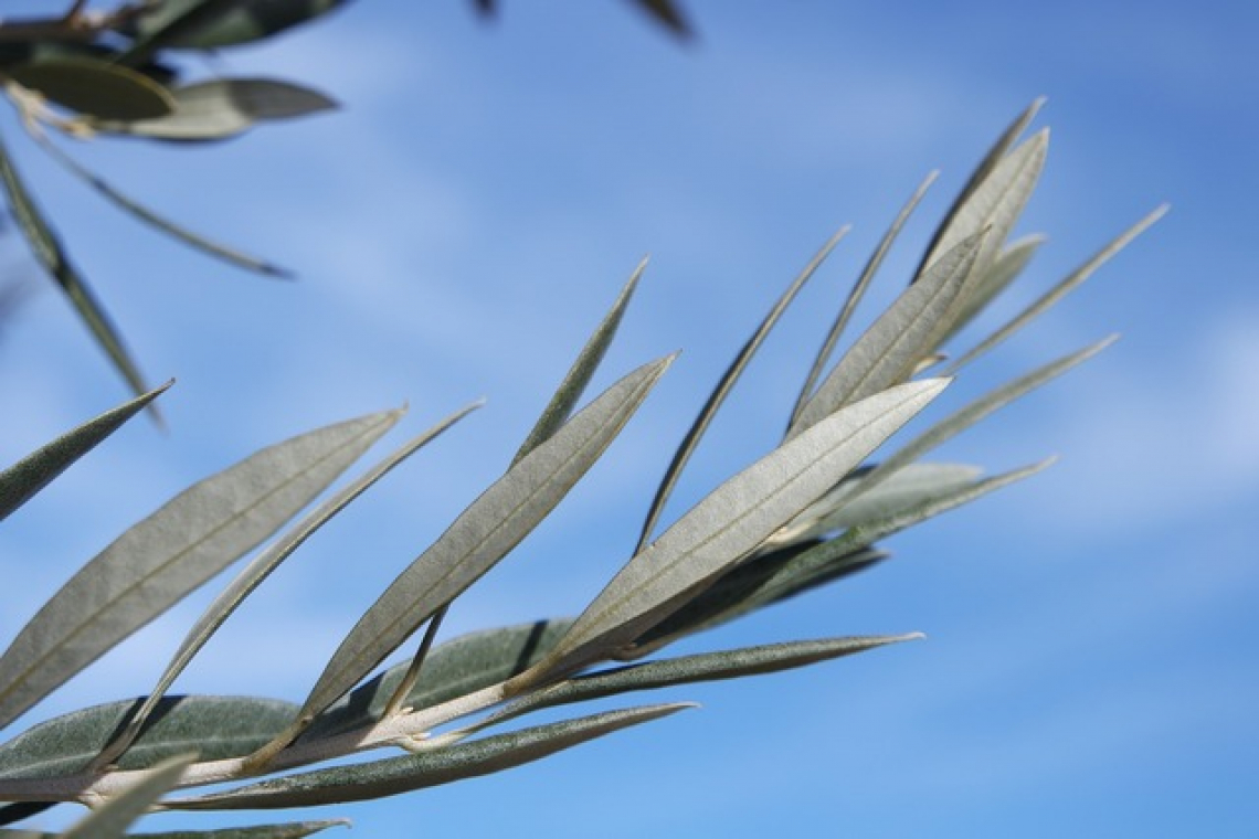 La concimazione azotata può ridurre la crescita di radici e germogli dell’olivo