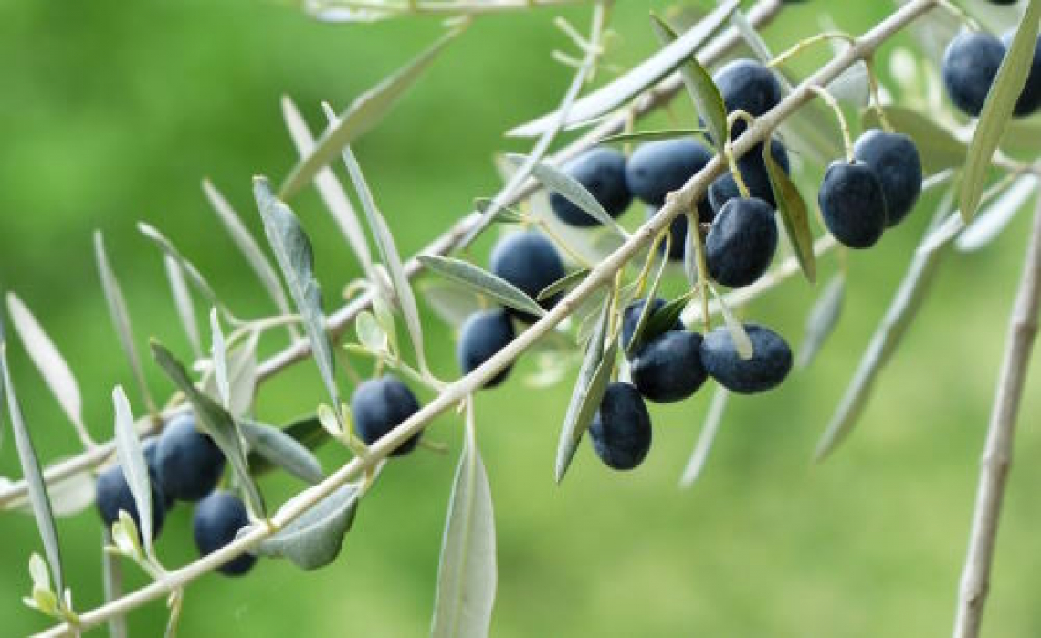 L’impatto della raccolta meccanica delle olive sulla qualità dell’olio extravergine di oliva