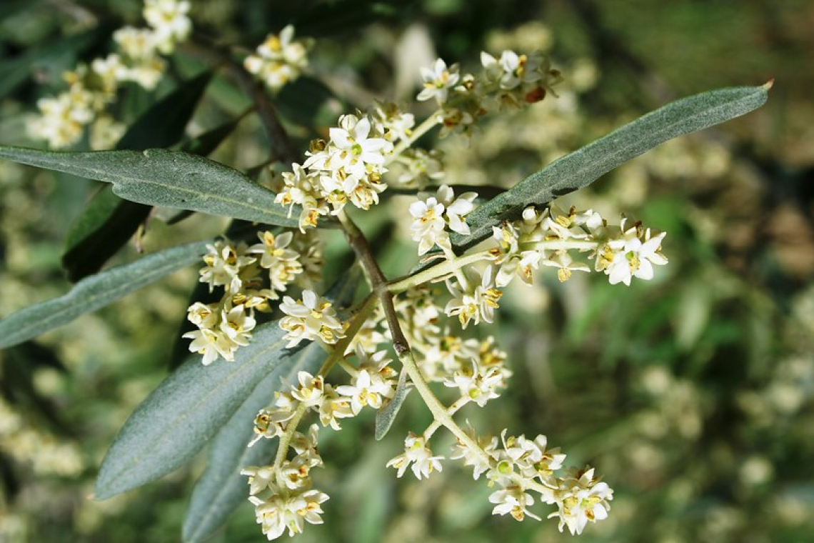 Analisi della fioritura dell’olivo in funzione dell’altitudine ed esposizione dell’oliveto e dei rami fruttiferi