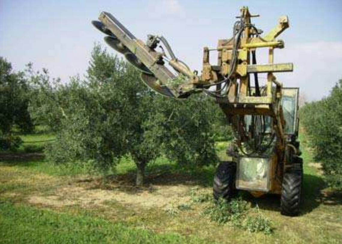 La potatura meccanica dell’olivo su piante allevate a vaso: l’efficienza e i costi