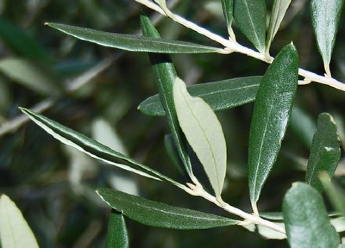 Carenze di ferro su olivo: è davvero necessario intervenire con trattamento fogliare?