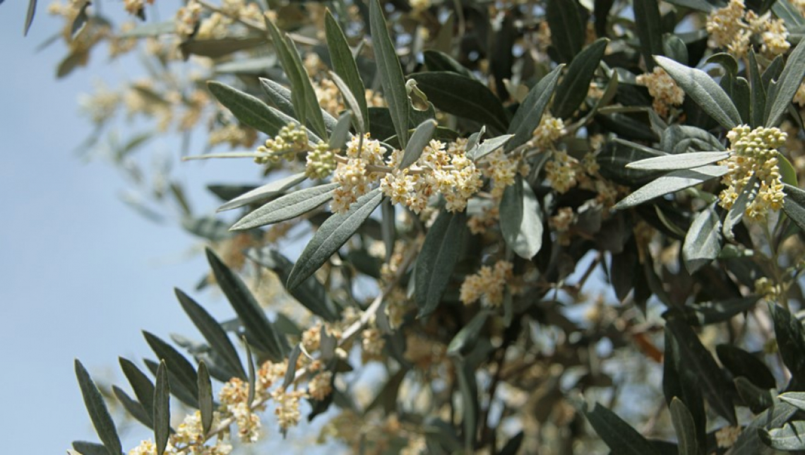 I segreti del polline dell’olivo e la relazione con la produttività