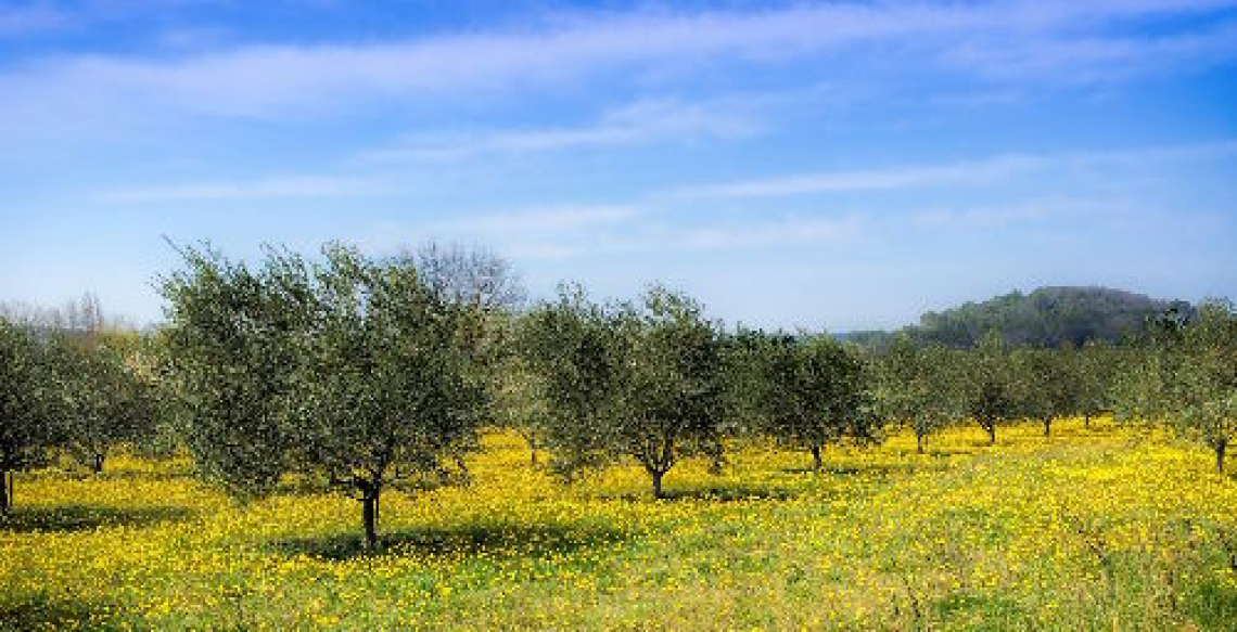 Recuperare la fertilità del suolo per aumentare la produttività dell’olivo