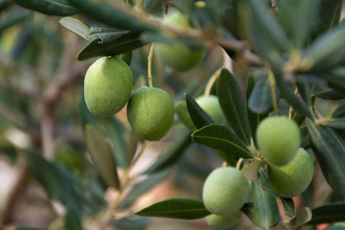 Inerbimento con leguminose autoseminanti e uso di zeoliti per migliorare la produttività dell’olivo