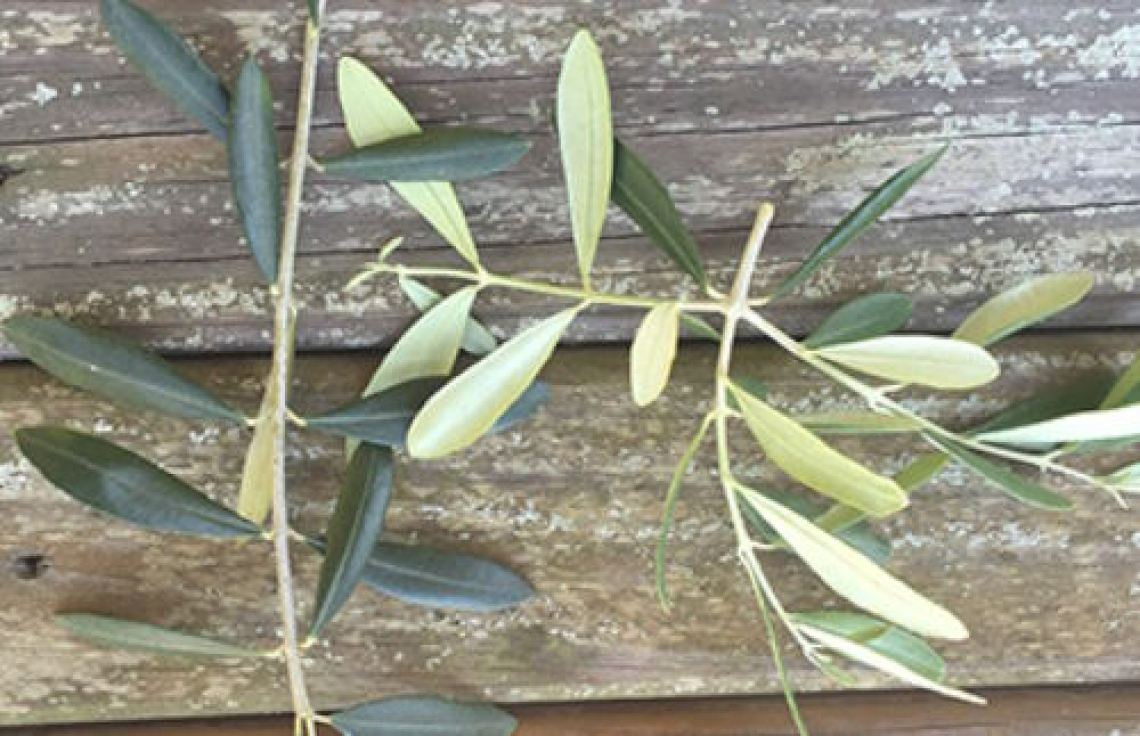L’estratto di foglie di olivo contro glicemia, lipidemia e patologie cardiovascolari