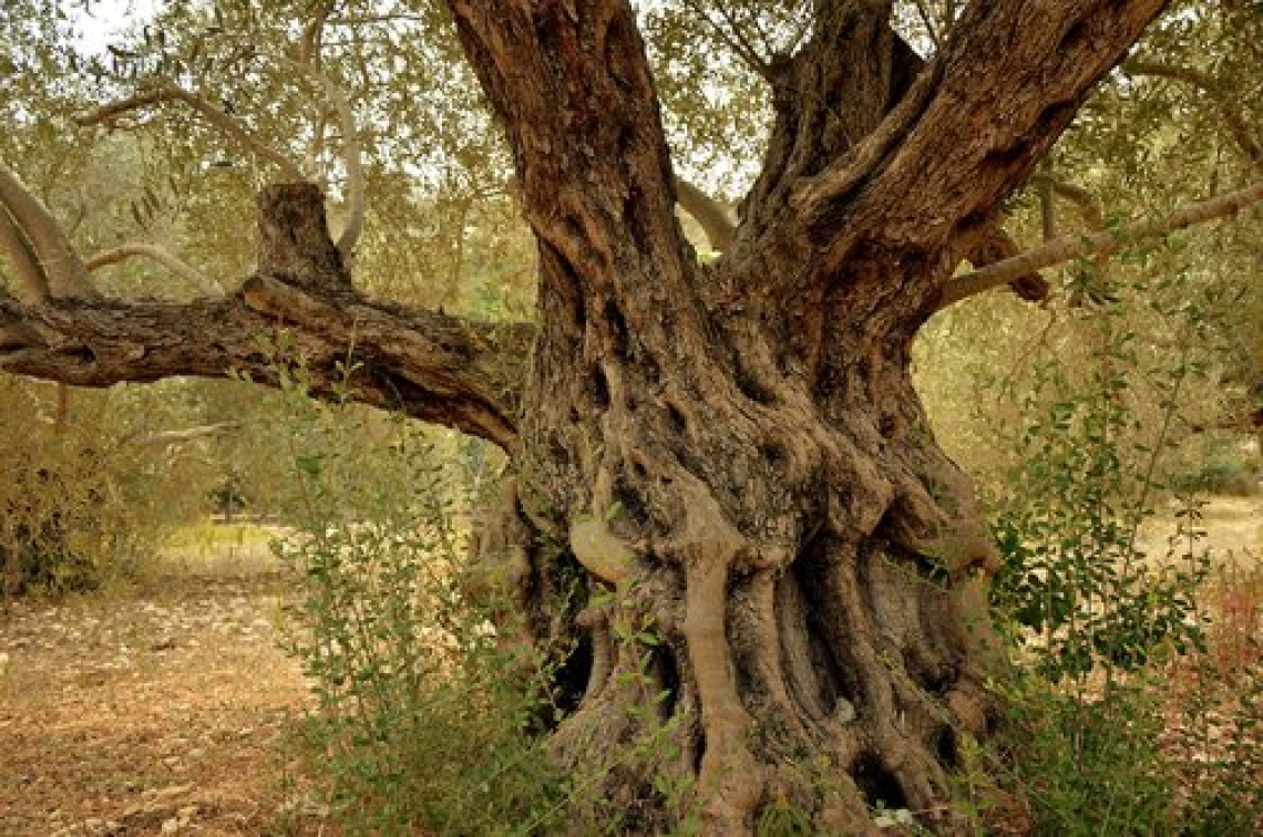 La maggior parte degli olivi coltivati sono centenari e non millenari