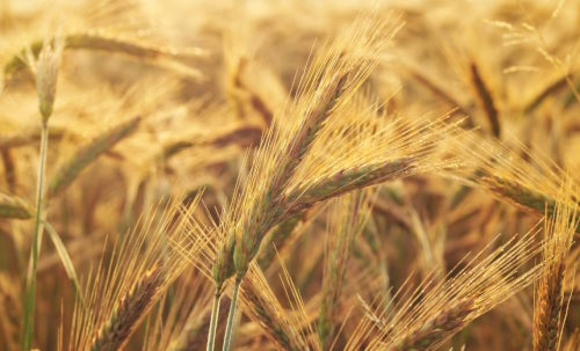 La tagliola europea sul grano russo: dazio da 95 euro a tonnellata