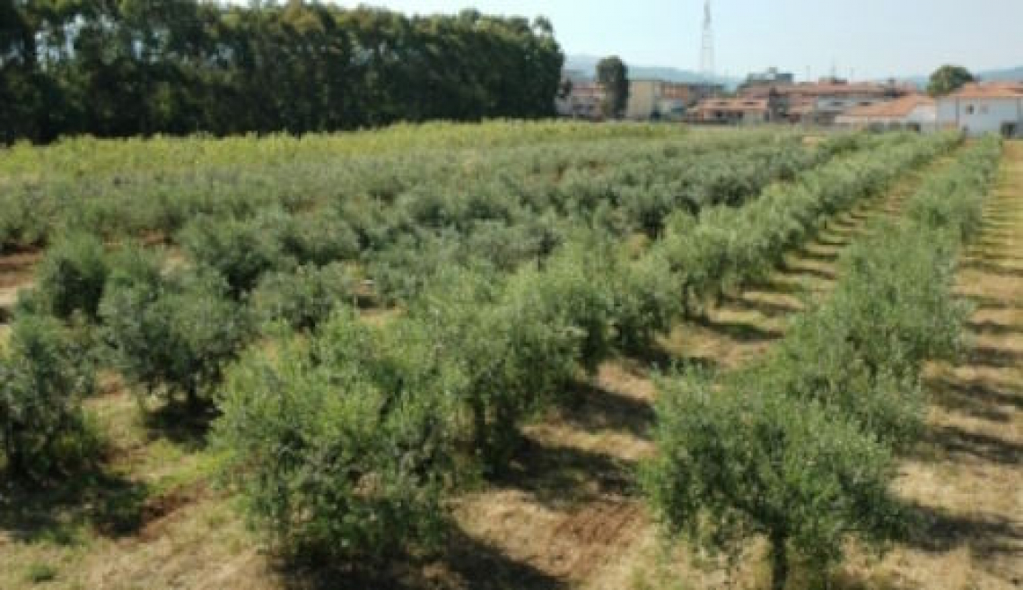 Gli oliveti devono accedere al mercato dei crediti di carbonio nell’Unione europea