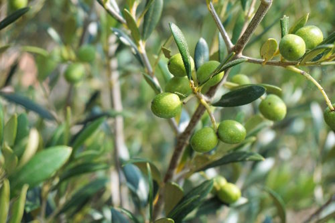 Come l’irrigazione influenza la crescita dell’olivo