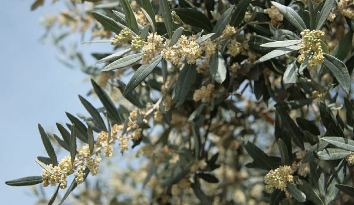 Le variabili microclimatiche che influenzano la fioritura dell’olivo
