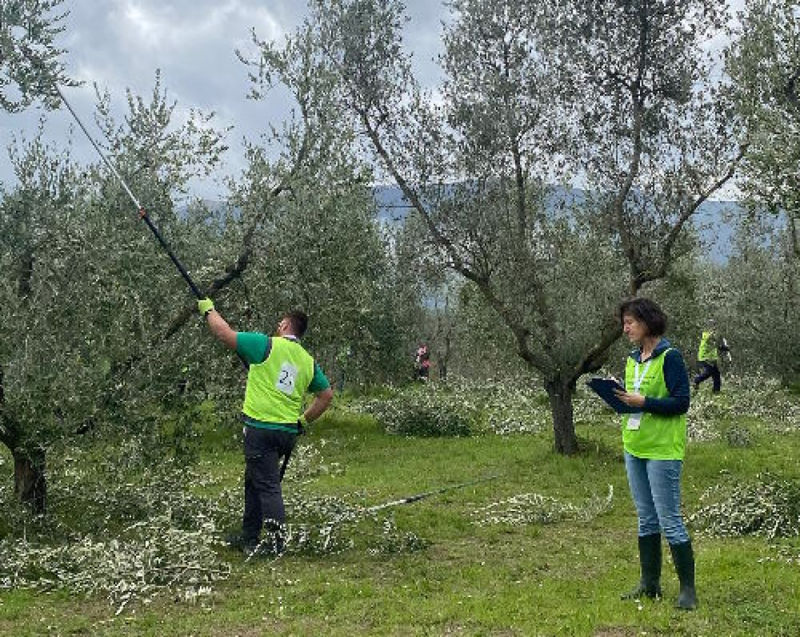 Tommaso Braconi è lo studente potatore di olivo più bravo d'Italia