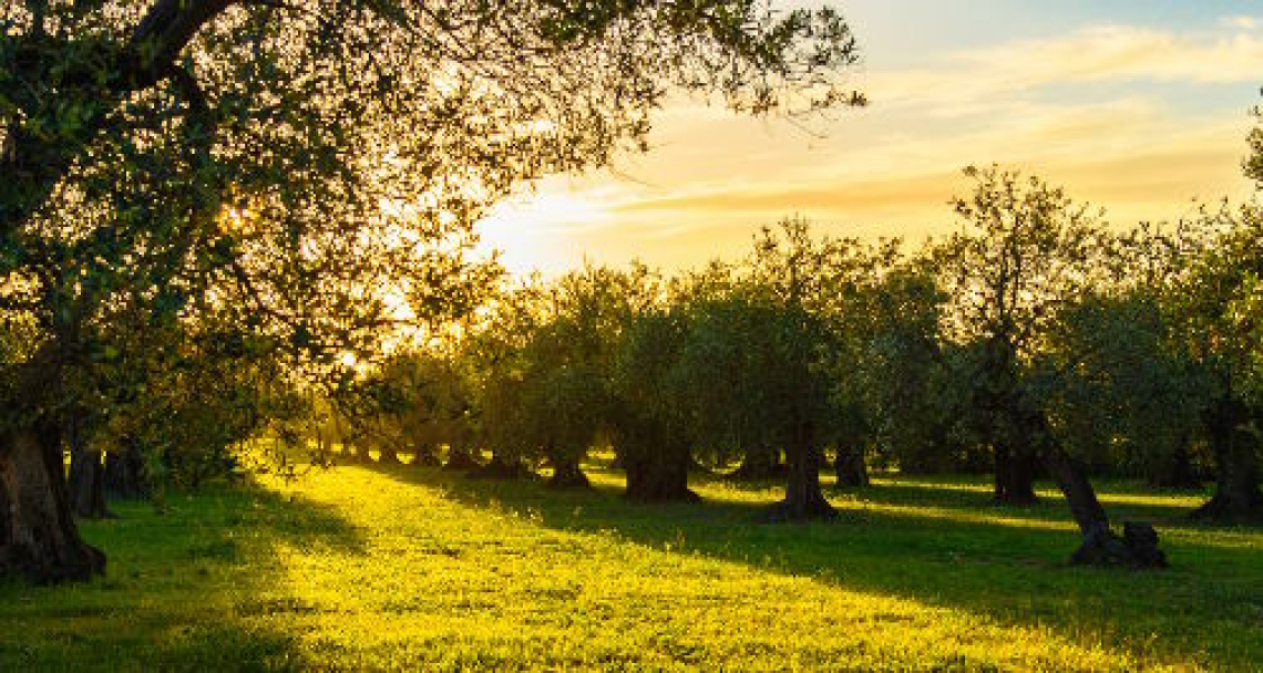Il turismo dell'olio di oliva deve appassionare di più i giovani