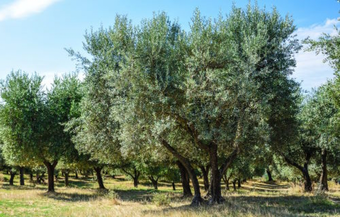 Sfalcio dell’erba e delle leguminose per l’olivo: il rilascio di azoto, fosforo e potassio