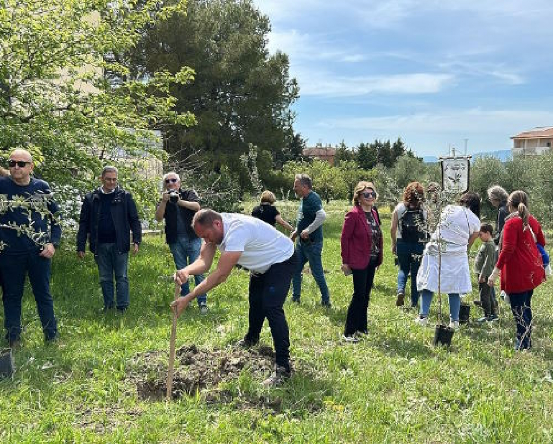 Olearum, un giardino degli olivi italiani e spagnoli a Matera