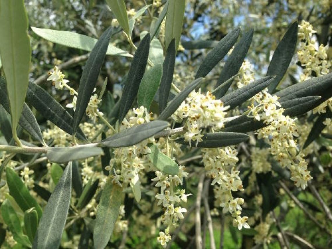 L’effetto dello stress idrico nelle varie fasi di fioritura dell’olivo