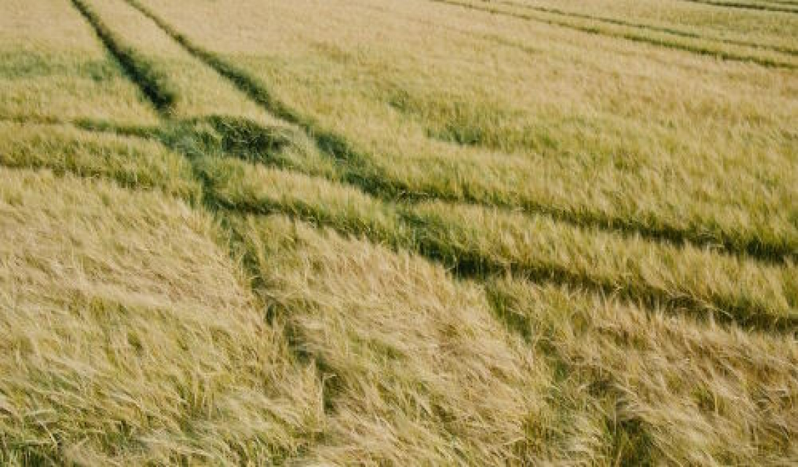 La sostenibilità nelle aziende agricole americane: alta sensibilità ma poca applicazione