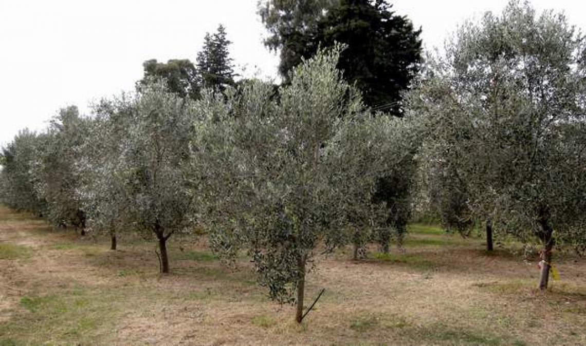 Un piano per il sequenziamento genetico di tutte le varietà di olivo al mondo