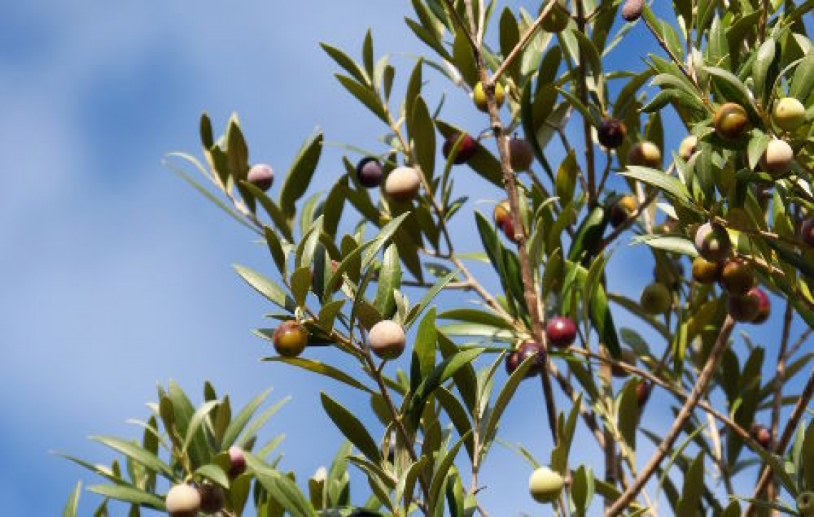 L’importanza del calcio per la fruttificazione dell’olivo