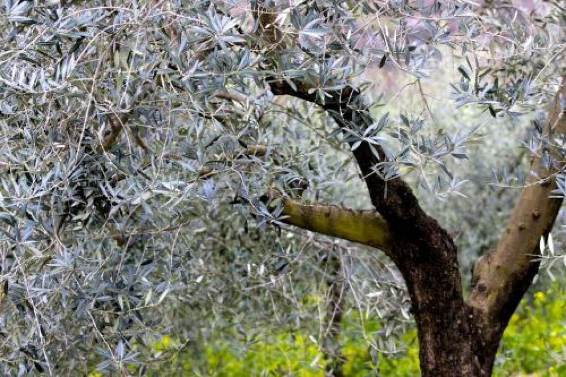 La concimazione dell'olivo con potassio: gli effetti nel lungo termine