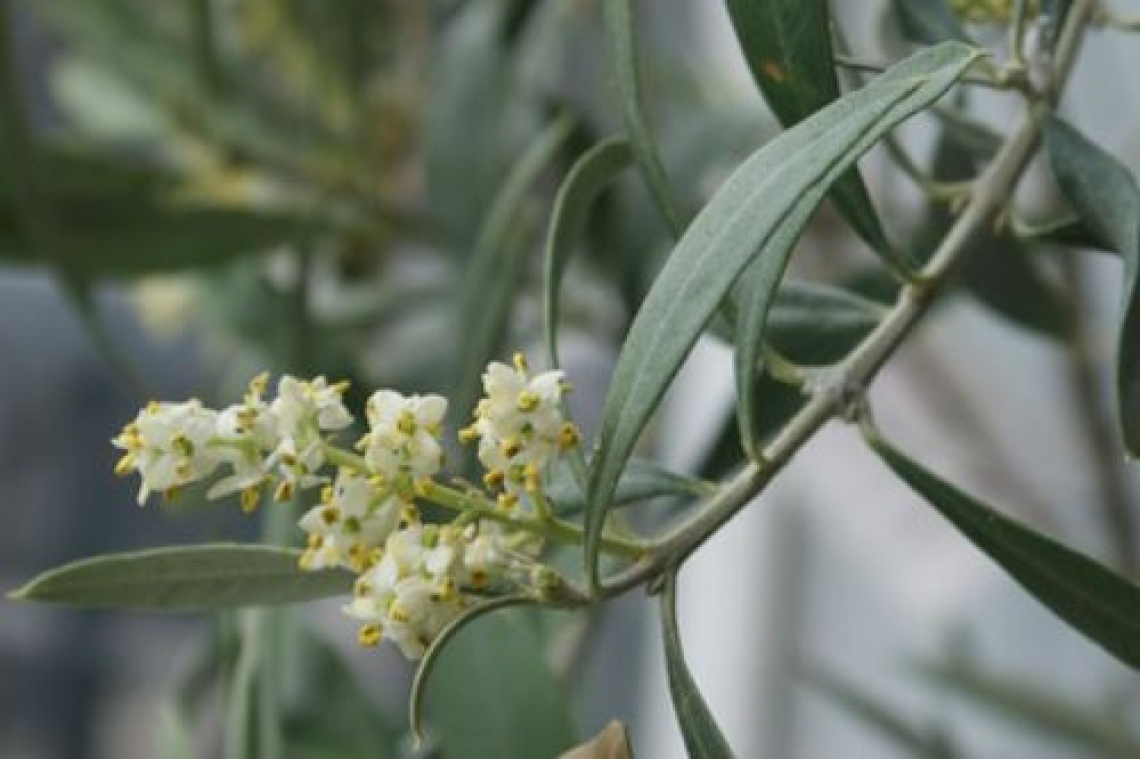 La fioritura dell’olivo in ragione di cambiamenti termici, anche repentini, durante l’inverno