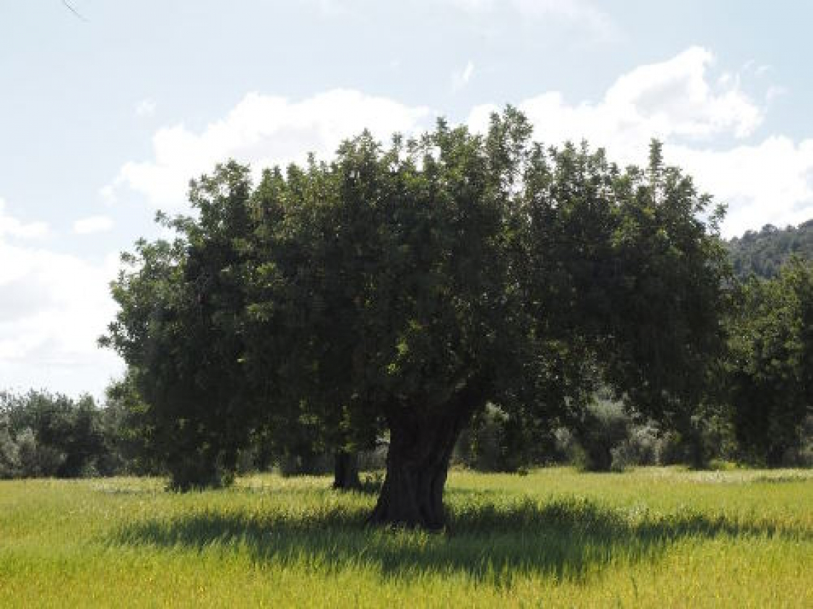 I differenti consumi energetici tra gli oliveti in pianura e in collina