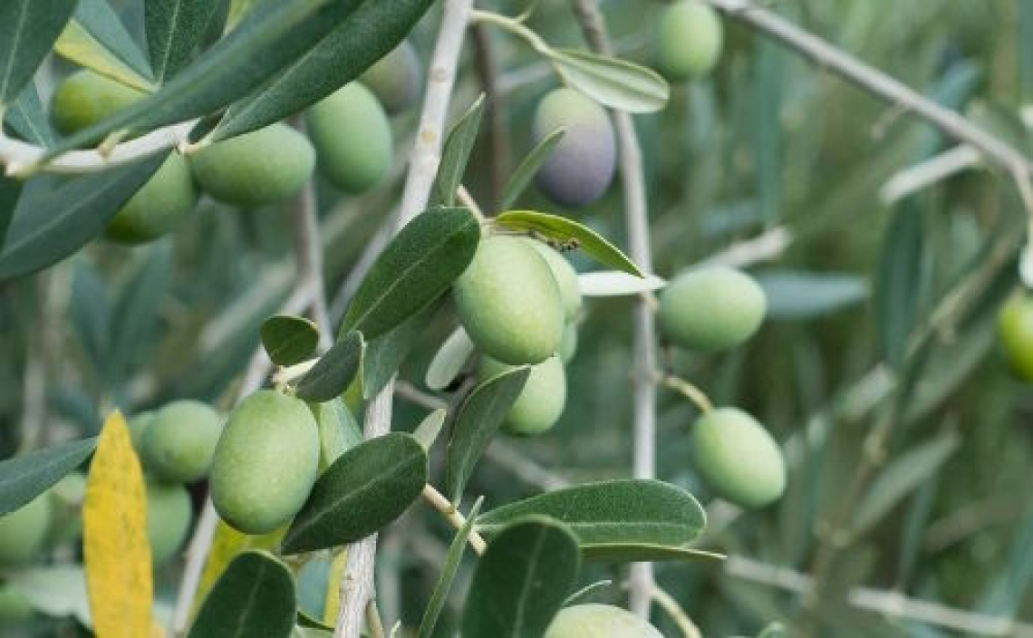I diversi tempi di biosintesi e accumulo dei fenoli nell’oliva e la relazione con i contenuti nell’olio