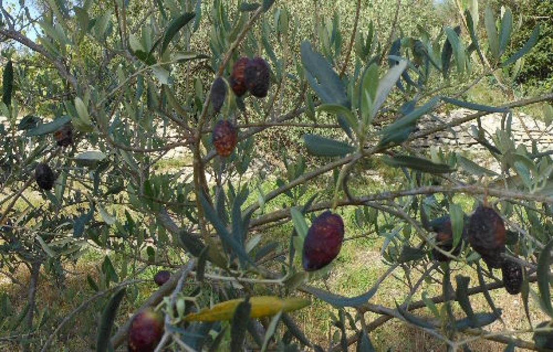 Combattere la lebbra dell’olivo con prodotti biologici: ecco i fitofarmaci efficaci