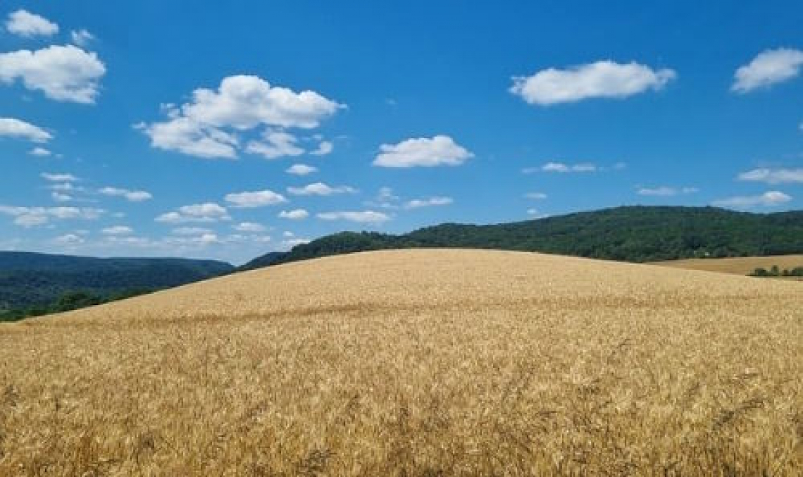 Nessuna preoccupazione per l'approvvigionamento di grano in Europa