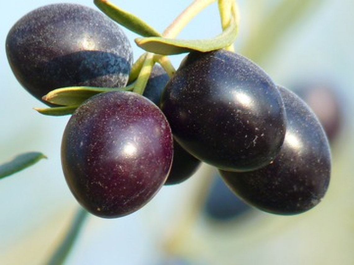 La concentrazione di olio nel seme e nella polpa dell’oliva diminuisce linearmente con la temperatura