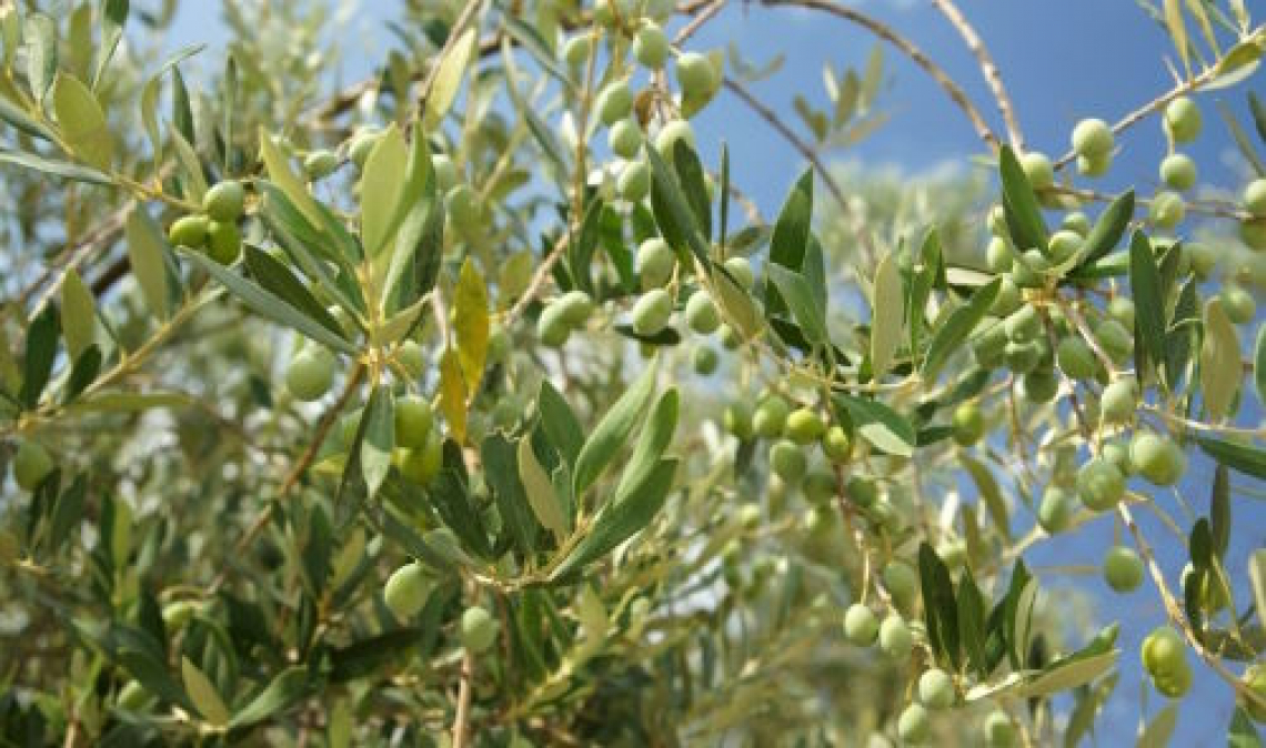 Nel Lazio possibile bruciare i residui di potatura dell'olivo