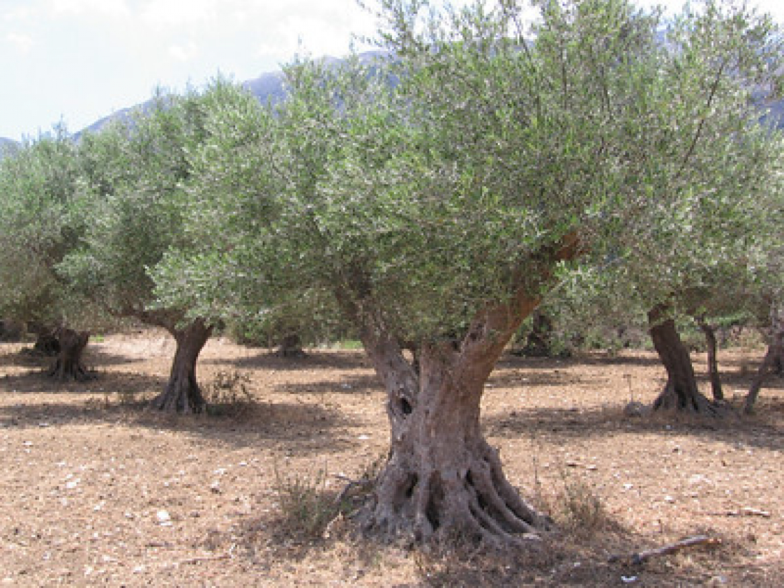 Avviato a conclusione lo studio COI sugli steroli dell'olio extravergine di oliva