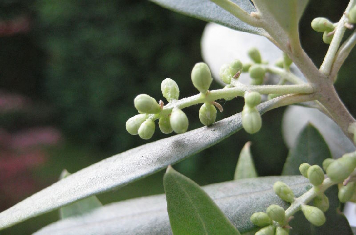 Gemme a fiore e mignola dell'olivo a rischio con il ritorno del freddo