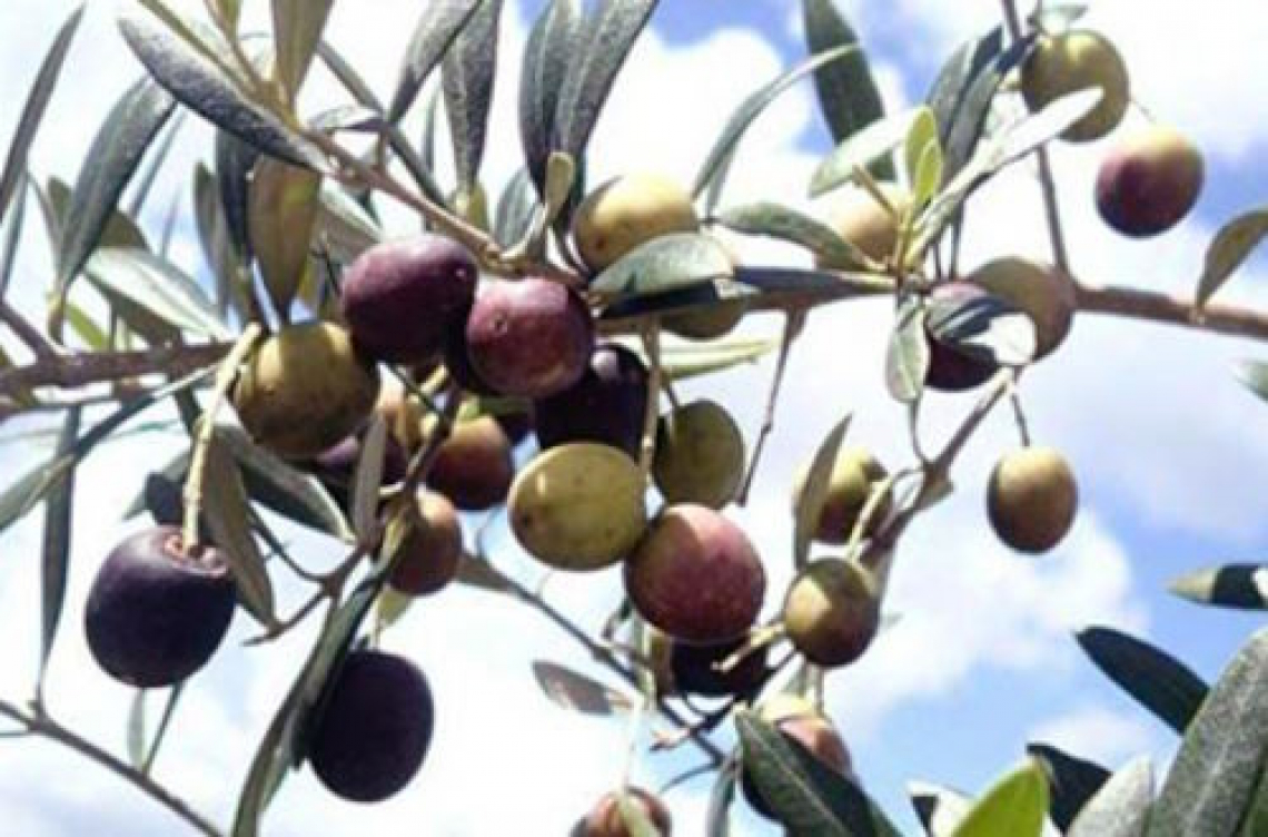 La formazione di composti volatili nell'olio in ragione della maturità dell'oliva